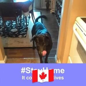 Meet your Posher, Alice